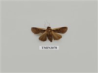 藏品(夜蛾881)的圖片